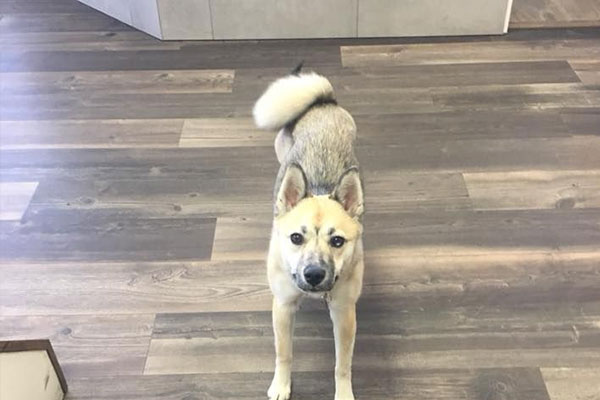 dog strecthing on a kitchen vinyl hardwood flooring